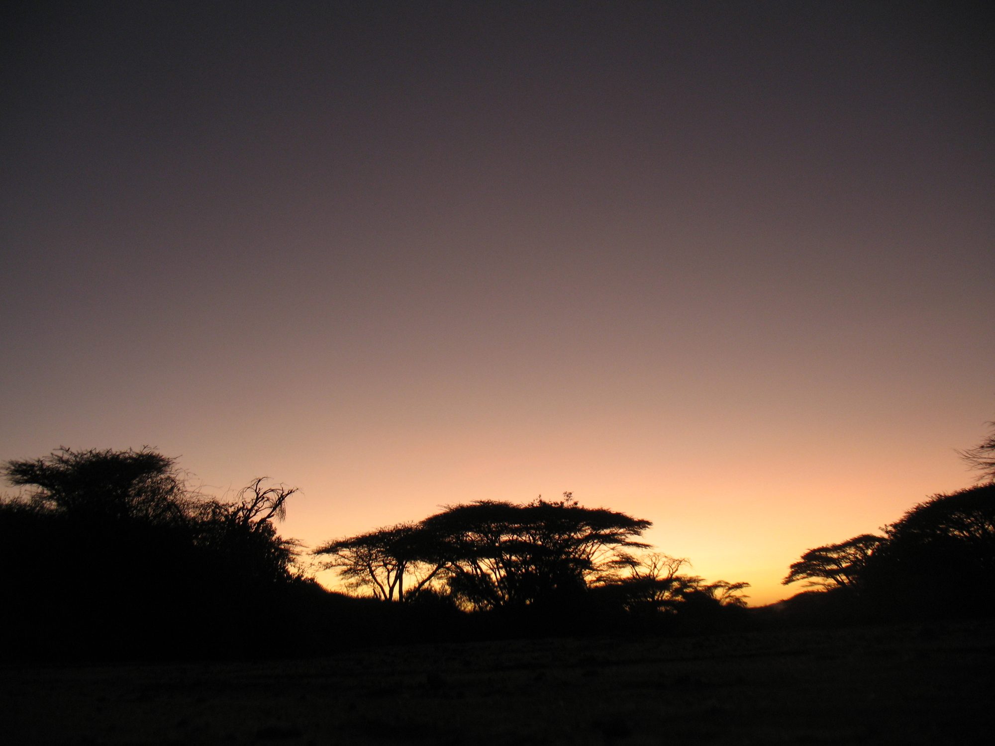 Acacias in silhouette against a sunset sky