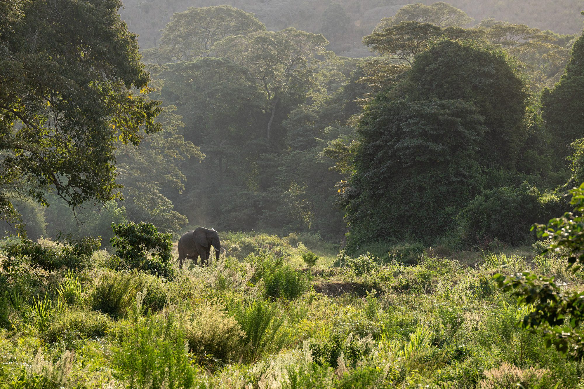 An elephant in a forest glade near Kitich