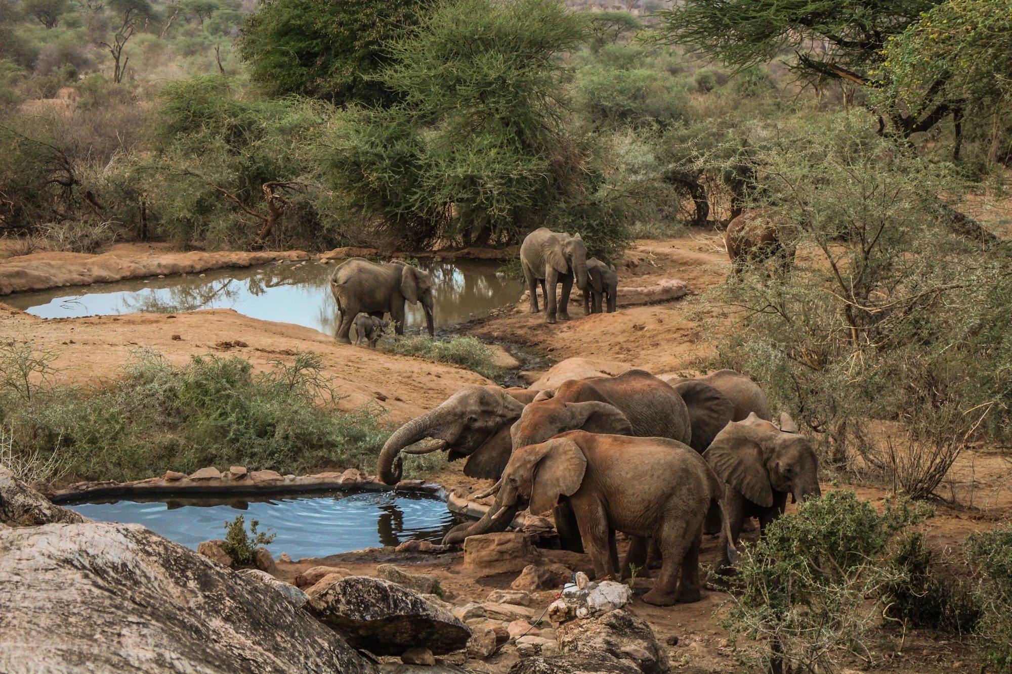 Elephants at the waterhole below Sarara Camp