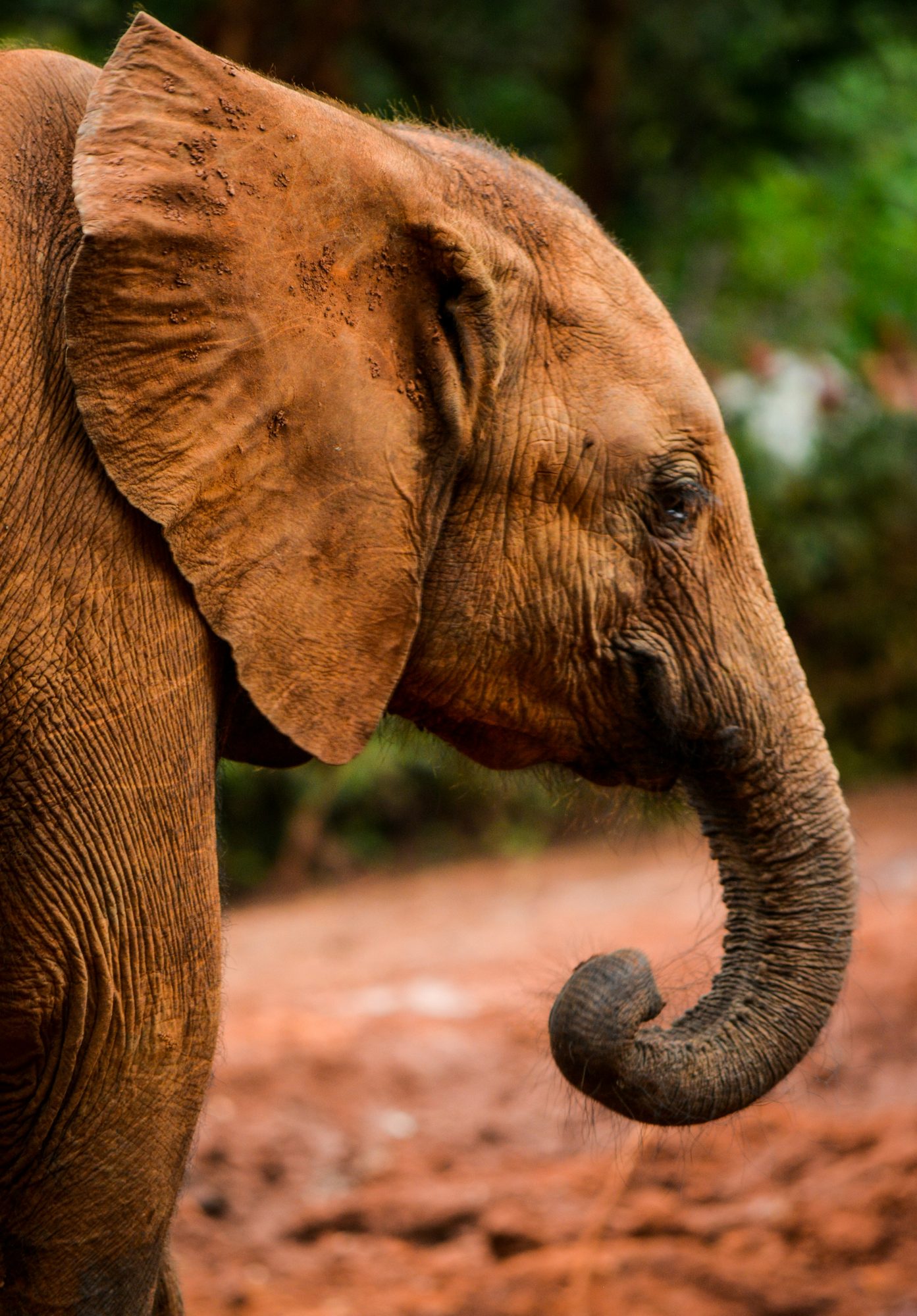 An elephant close up, red earth on its skin